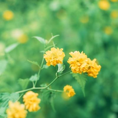 光荣战争手游官方版下载
